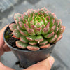 Echeveria 'Bini Gesseru'