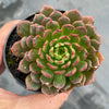 Echeveria 'Bini Gesseru'