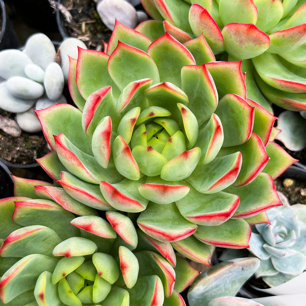 dragonfly succulent Echeveria 'Dragonfly' – LET LOVE GROW (Succulent & Cactus)
