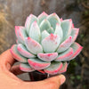 Echeveria 'Matilda'
