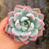 Echeveria 'Matilda'