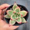 Echeveria agavoides 'GAYA'