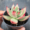 Echeveria agavoides 'GAYA'