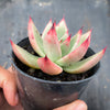 Echeveria agavoides 'GAYA'