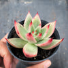 Echeveria agavoides 'GAYA'