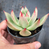 Echeveria agavoides 'GAYA'