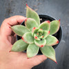 Echeveria agavoides 'GAYA'