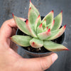 Echeveria agavoides 'GAYA'