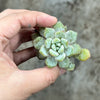 Echeveria 'Violet magic'