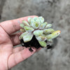 Echeveria 'Violet magic'