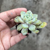 Echeveria 'Violet magic'