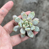 Echeveria 'Violet magic'