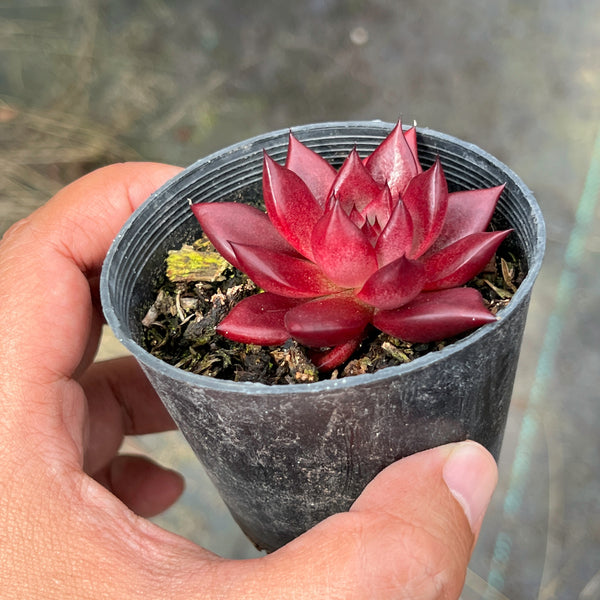 romeo succulent for sale Echeveria agavoides 'Romeo Rubin' – LET LOVE GROW (Succulent & Cactus)