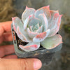 Echeveria 'Lucila'