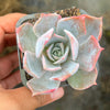 Echeveria 'Lucila'