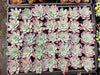 Echeveria Laulensis