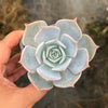Echeveria 'Lucila'