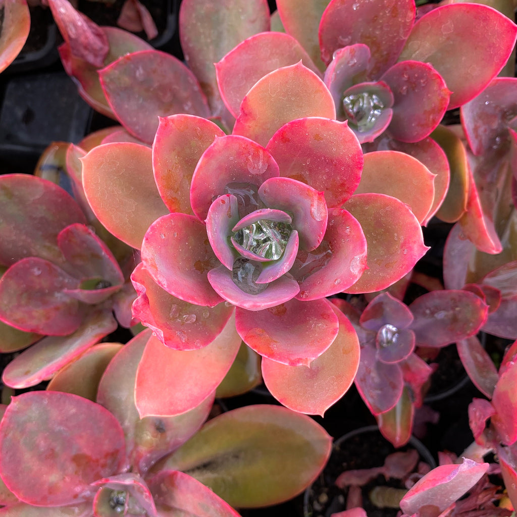 Echeveria 'Metallica'