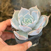 Echeveria 'Lucila'