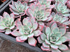 Echeveria Laulensis