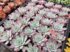 Echeveria Laulensis