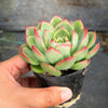 Echeveria agavoides Floriana