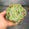 Echeveria agavoides Floriana