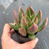 Echeveria agavoides 'Victor Reiter'
