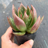 Echeveria agavoides 'Victor Reiter'