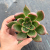 Echeveria agavoides 'Victor Reiter'