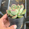 Echeveria agavoides Floriana