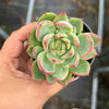 Echeveria agavoides Floriana