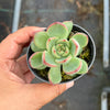 Echeveria agavoides Floriana