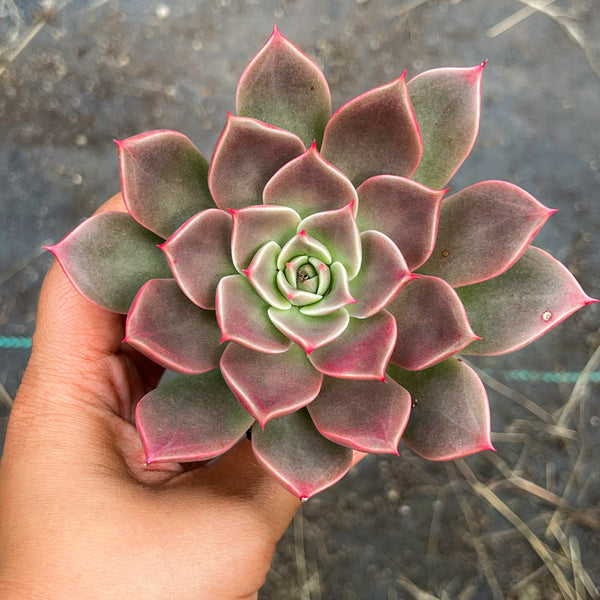 purple star succulent Echeveria 'Purple Star'
