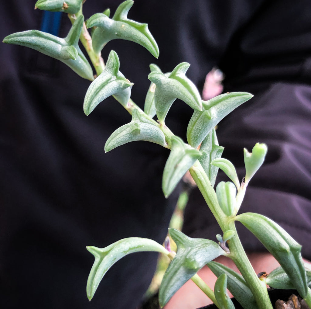 Senecio Peregrinus "Dolphin Necklace"
