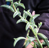 Senecio Peregrinus "Dolphin Necklace"