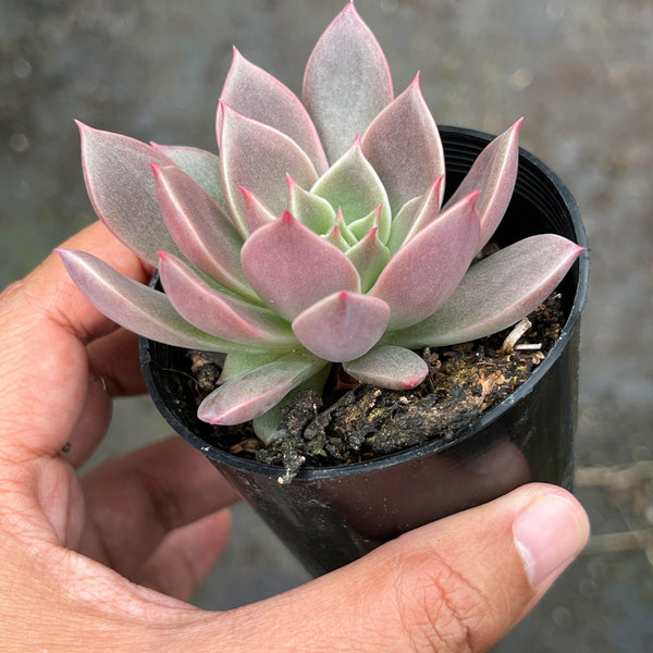 purple star succulent Echeveria 'Purple Star'