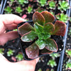 Echeveria muldicaulis 'Lipstick'