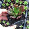 Echeveria muldicaulis 'Lipstick'
