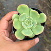 Echeveria Bella Donna