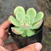 Echeveria Bella Donna