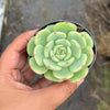 Echeveria Bella Donna
