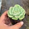 Echeveria Bella Donna
