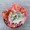 Echeveria 'Tutti Frutti'