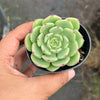 Echeveria Bella Donna