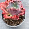 Echeveria 'Tutti Frutti'