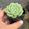 Echeveria Bella Donna