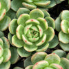 Echeveria 'Monroe Chanel' - Korea Form