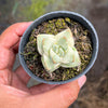 Crassula Moonglow variegata