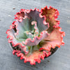 Echeveria 'Tutti Frutti'